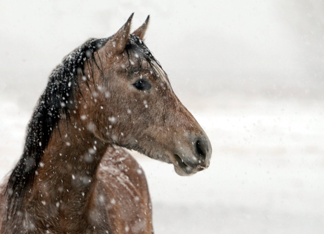 Horse in Winter